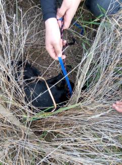 Las victimas invisibles del incendio de Almería. Abril de 2016.